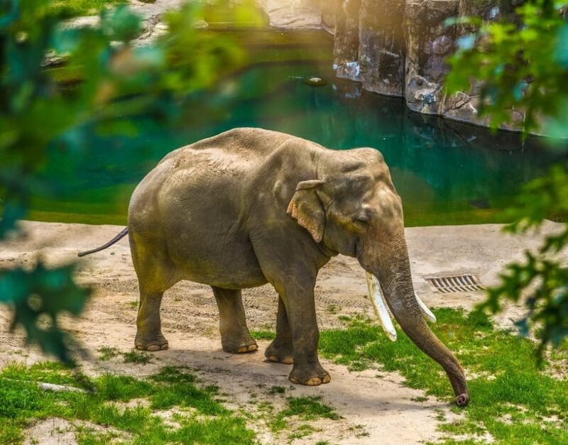 Taj Mahal Sunrise Tour With Elephant Conservation From Delhi - Included Services