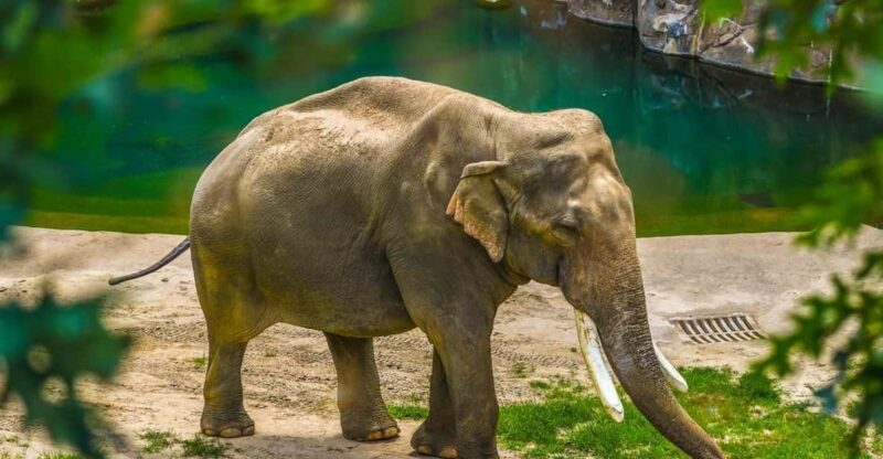 Taj Mahal Sunrise Tour With Elephant Conservation From Delhi - Important Information