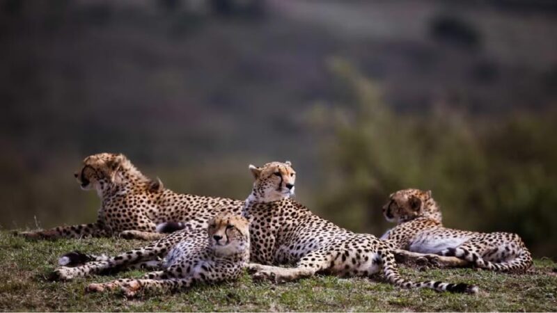 Taj Mahal Tour With Kuno National Park Safari Tour 6n/7d - Exclusions