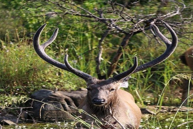 Taj Mahal With Ranthambore Jungle Safari - Ranthambore Jungle Safari