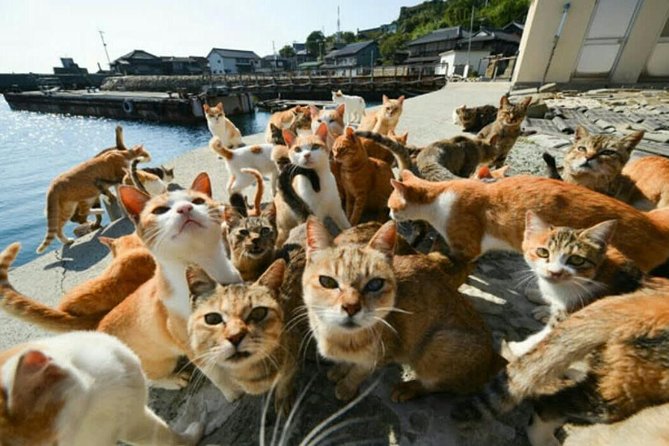 Takamatsu Half-Day Private Tour With Government-Licensed Guide - Guide and Group Size