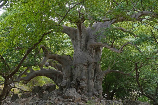 Takamul Travel Mountain Tour - Darbat Valley, Jebel Samhan, Sinkholes, Baobabs - Booking Confirmation