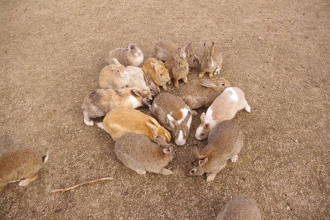 Takehara Historical Townscape Sake Tasting & Rabbit Island - Key Points