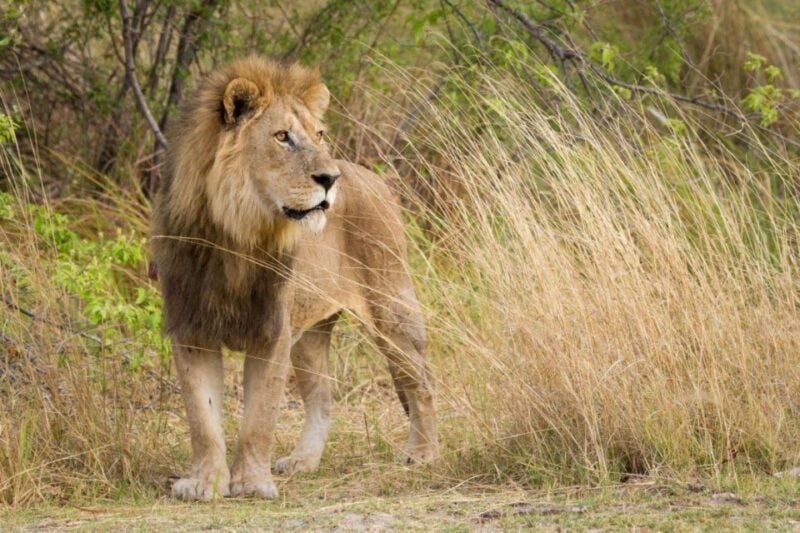 Tala Game Res, Lion Park & Phezulu Full Day Tour From Durban - Key Points