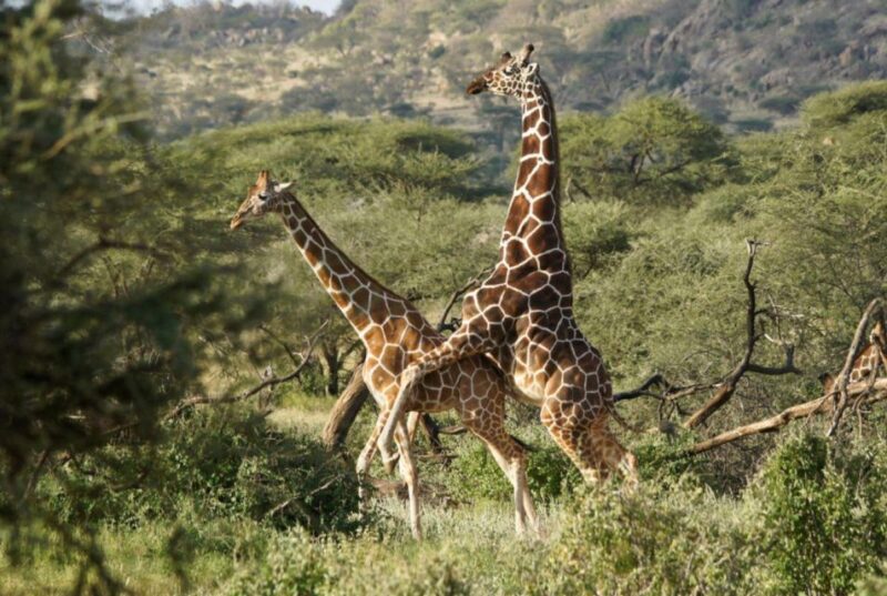 Tala Game Res, Lion Park & Phezulu Full Day Tour From Durban - Natal Lion Park
