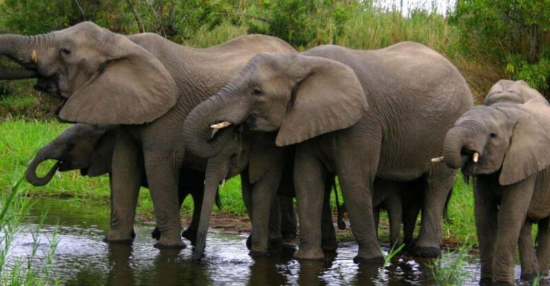 Tala Game Reserve & Natal Lion Park 1/2 Day Tour From Durban - Tala Game Reserve