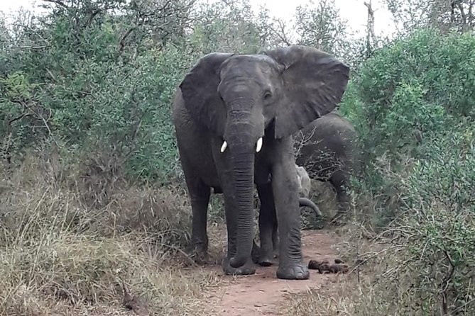 Tala Game Reserve. Natal Lion Park and Valley of 1000 Hills - Wildlife Encounters