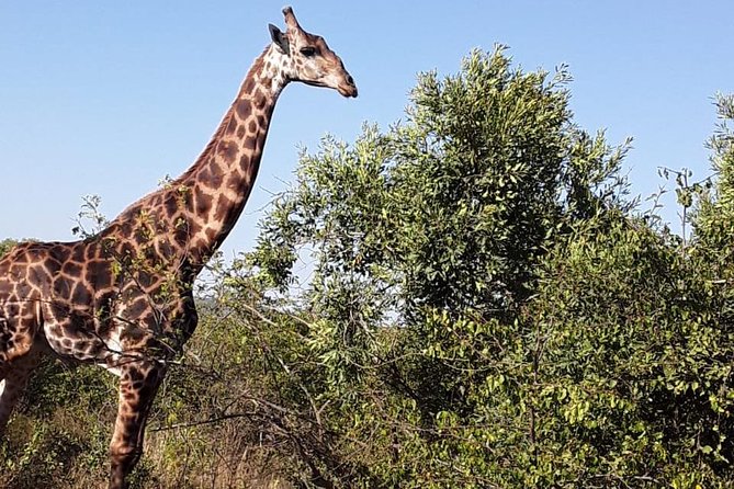 Tala Game Reserve. Natal Lion Park and Valley of 1000 Hills - Tour Highlights