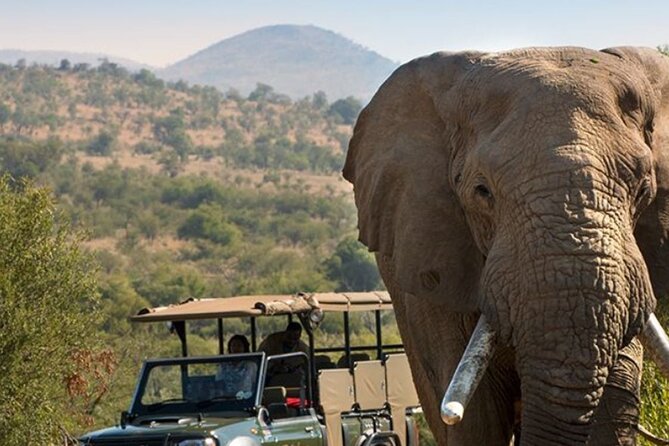 Tala Game Reserve, Phezulu Safari & Natal Lion Park Full Day Tour From Durban - Pickup Information