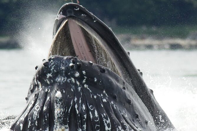 Tales & Tides: Alaskan Lore & Wildlife Cruise - Booking Information and Pricing
