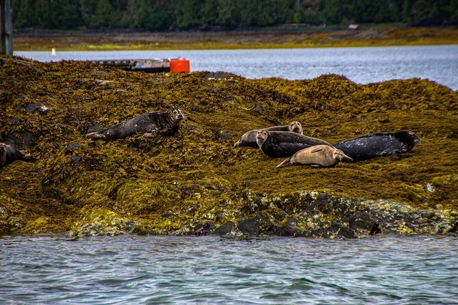 Tales & Tides: Alaskan Lore & Wildlife Cruise - Tips for a Memorable Adventure