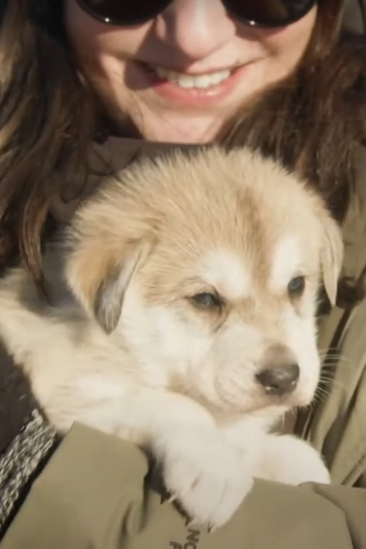 Talkeetna: Alaskan Winter Dog Sledding Experience - Experience Overview
