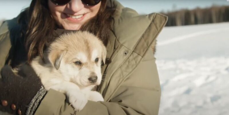 Talkeetna: Alaskan Winter Dog Sledding Experience - Highlights