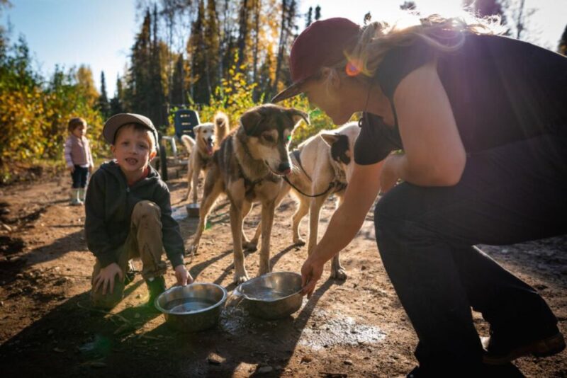 Talkeetna: Mushing Experience With Iditarod Champion Dogs - Activity Details