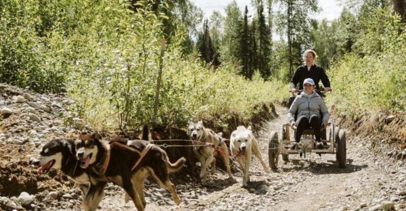 Talkeetna: Mushing Experience With Iditarod Champion Dogs - Wilderness Trail Adventure