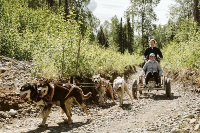 Talkeetna: Mushing Experience With Iditarod Champion Dogs - Frequently Asked Questions