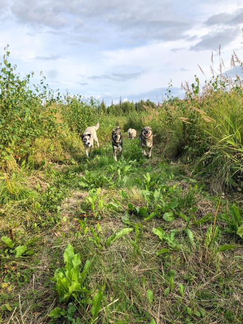 Talkeetna: Summer Sled Dog Kennel Tour - Inclusions