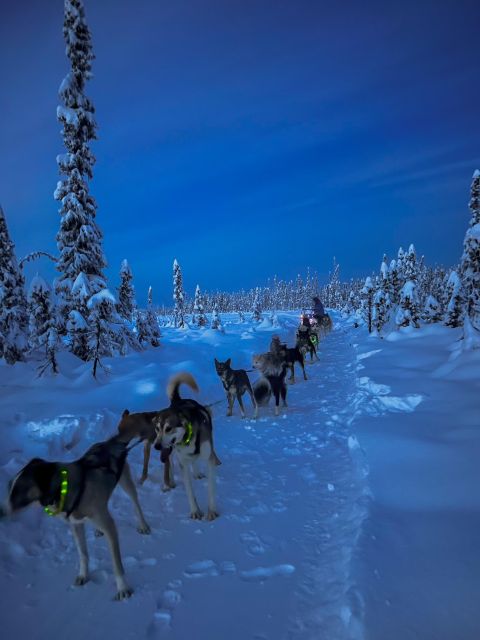 Talkeetna: Winter Dog Sled Tour Morning or Night Mush! - Inclusions