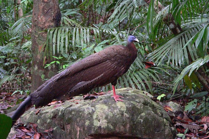 Taman Negara Day Tour With Canopy Walk - Customer Reviews and Ratings