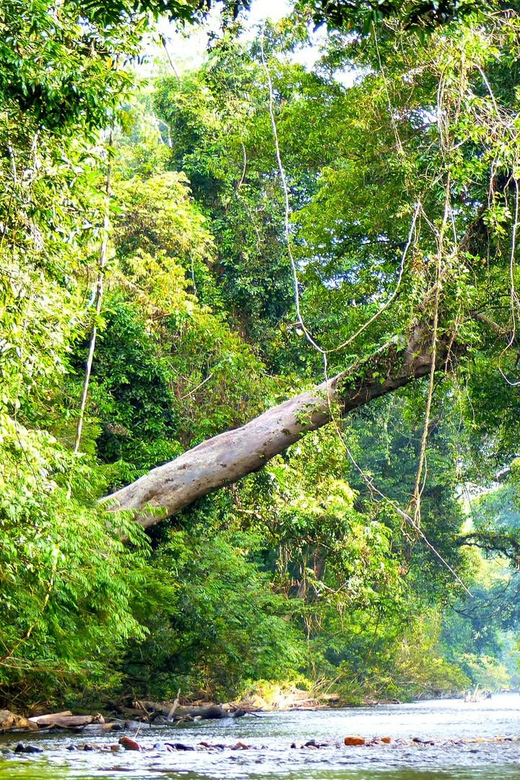 Taman Negara :Oldest Rainforest Park Guided Tour - Natural Highlights and Features