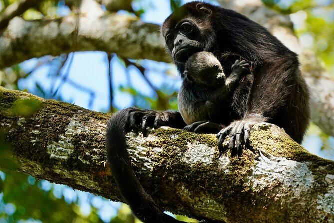Tamarindo Birdwatching Crocodiles and Monkey Tour - Key Points