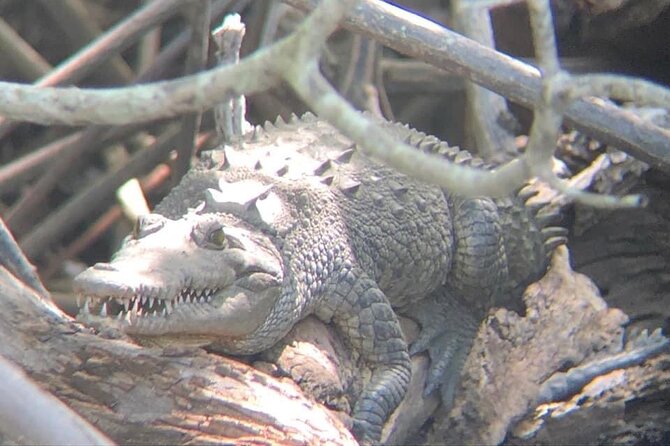 Tamarindo Birdwatching Crocodiles and Monkey Tour - Tour Inclusions