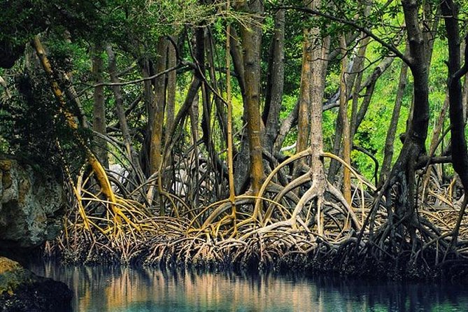 Tamarindo Estuary Boat Safari - Itinerary and Logistics