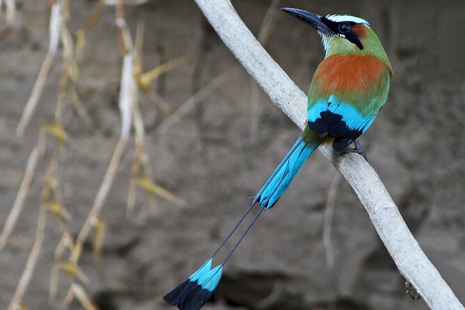 Tamarindo Estuary Tour - Wildlife Encounters