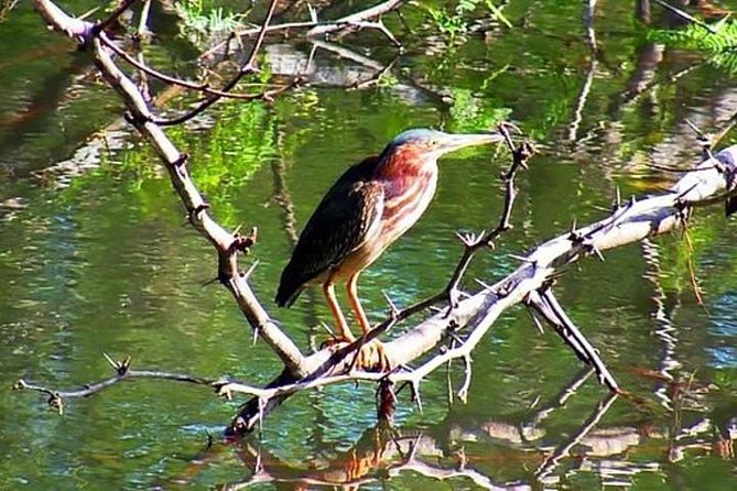 Tamarindo Kayak Estuary Mangrove Tour - Experience Highlights