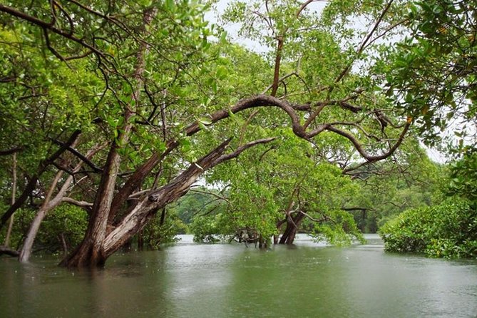 Tamarindo Kayak Estuary Mangrove Tour - Kayaking Through Mangroves