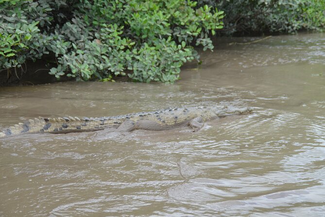 Tamarindo River Boat Tour - Scenic Nature and Mangroves