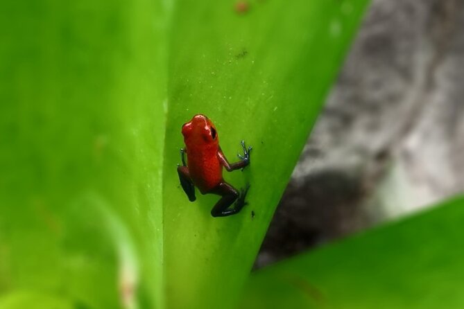 Tamarindo River Guided Kayak Mangrove & Environment Watching Tour in Guanacaste - Pickup and Drop-off