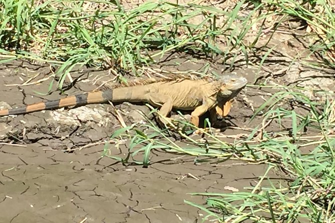 Tamarindo Wildlife Estuary Boat Ride Tour 2 Hours - Key Points