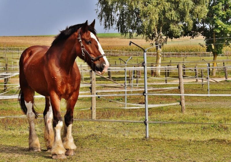 Tamaris From Casablanca: Quad, Buggy, Horse Riding Adventure - Horse Farm Visit