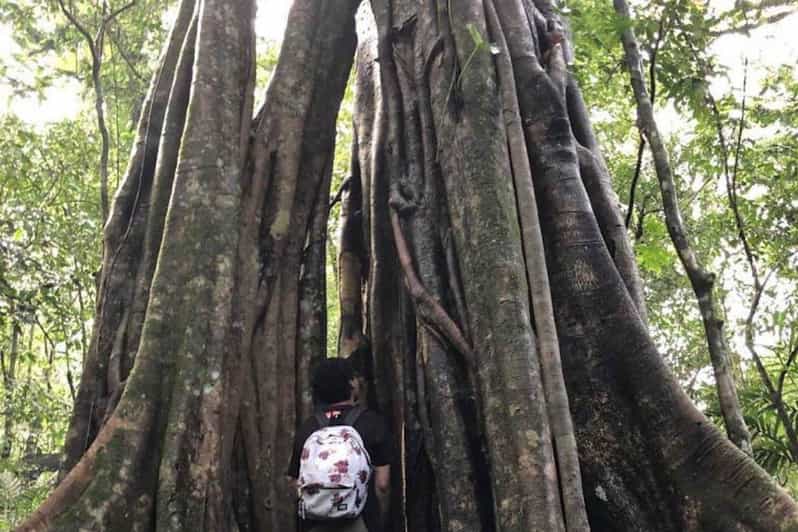 Tamblingan Lake Jungle Trekking & Lake Paddeling - Pricing and Booking