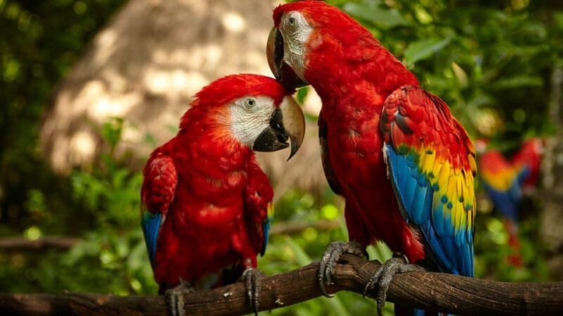 Tambopata 3D | Monkey Island + Lake Sandoval + Bonfire | - Kayaking on Madre De Dios River