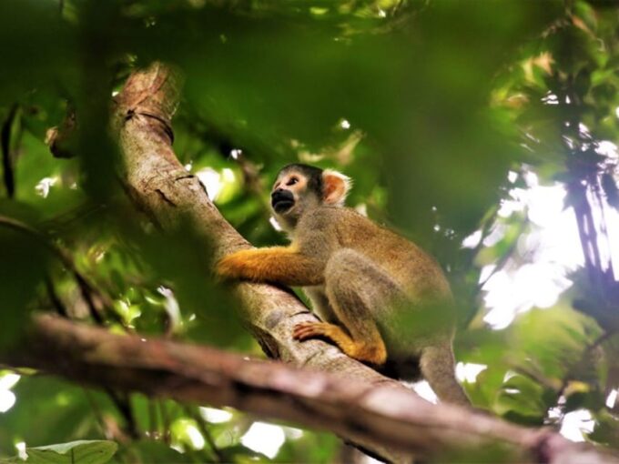 Tambopata 3D | Monkey Island + Lake Sandoval + Bonfire | - Frequently Asked Questions