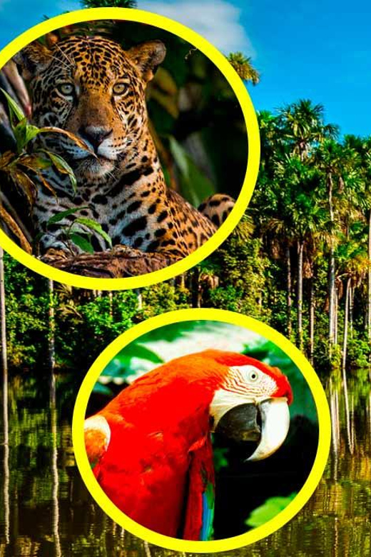 Tambopata 4D/3N Tour – Lake Zandoval - Itinerary Highlights