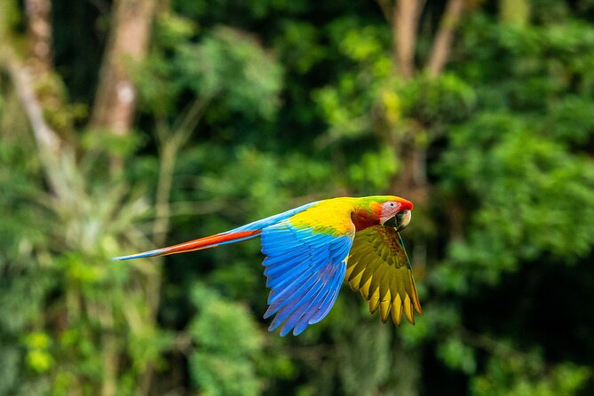 Tambopata Amazon Reserved Zone Exclusive Experience (6 Days) - Key Points
