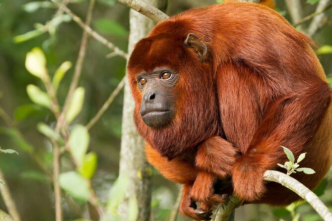 Tambopata Amazon Reserved Zone Exclusive Experience (6 Days) - Culinary Delights of the Amazon