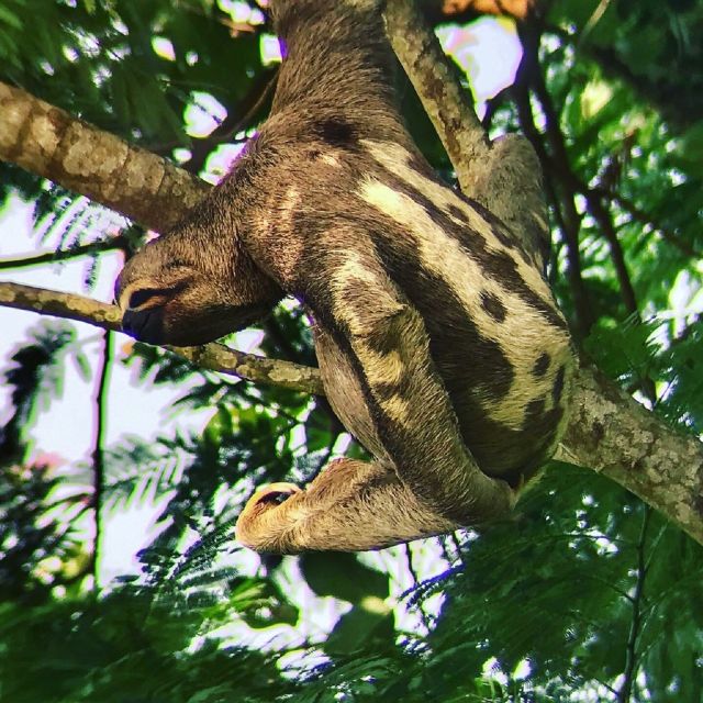 TAMBOPATA: Cachuelas Parrots Claylick, Cachuela Collpa - Key Points