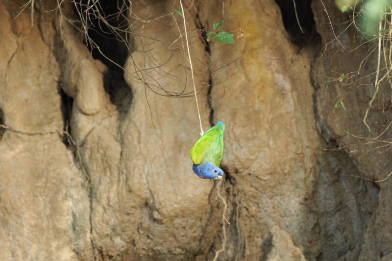 TAMBOPATA: Cachuelas Parrots Claylick, Cachuela Collpa - Booking Information
