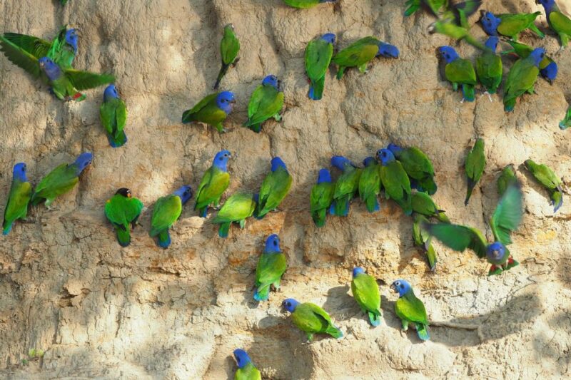 TAMBOPATA: Cachuelas Parrots Claylick, Cachuela Collpa - Experience Highlights