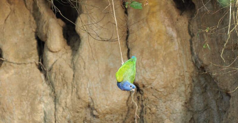 TAMBOPATA: Cachuelas Parrots Claylick, Cachuela Collpa - Location and Meeting Details
