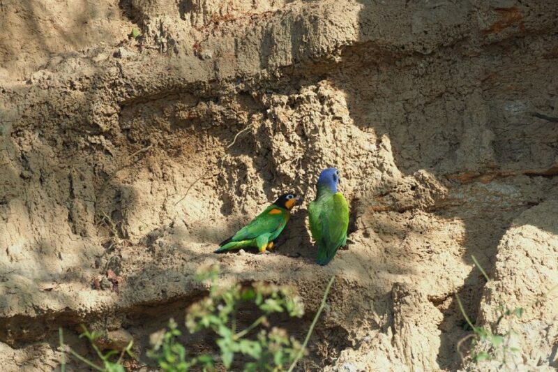 TAMBOPATA: Cachuelas Parrots Claylick, Cachuela Collpa - Species Diversity