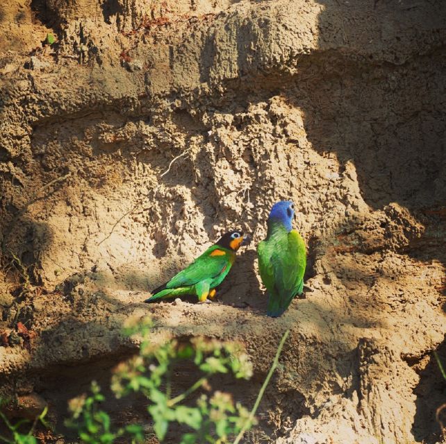 TAMBOPATA: Cachuelas Parrots Claylick, Cachuela Collpa - Enhanced Viewing