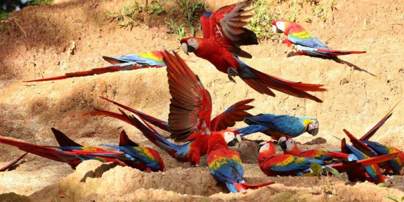 Tambopata: Cayman Safari + Macaw Clay Lick 2-Days - Pricing Information