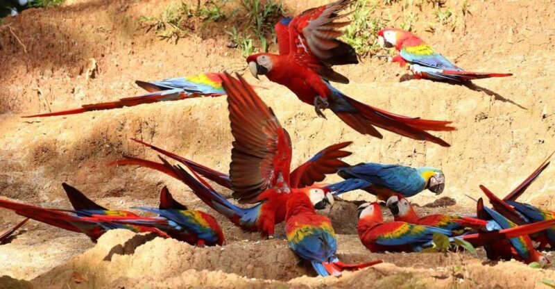 Tambopata: Cayman Safari + Macaw Clay Lick 2-Days - Frequently Asked Questions