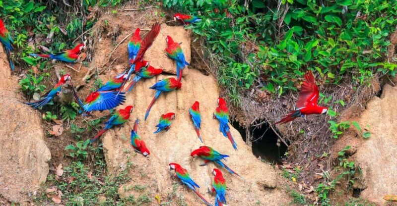 TAMBOPATA COLLPAS LODGE EXPEDITION 4D/3N - Daily Itinerary