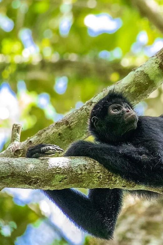 Tambopata Excursion 5D/4N, Parrot Clay Lick – Monkey Island - Itinerary Highlights